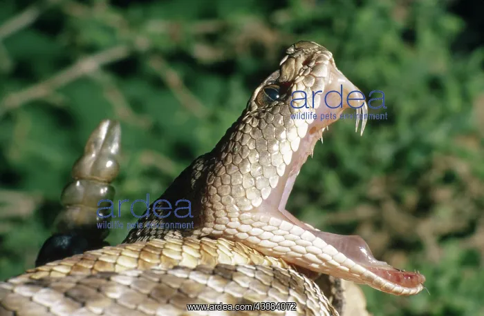 : Red Diamondback Rattlesnake : Red Diamondback Rattlesnake