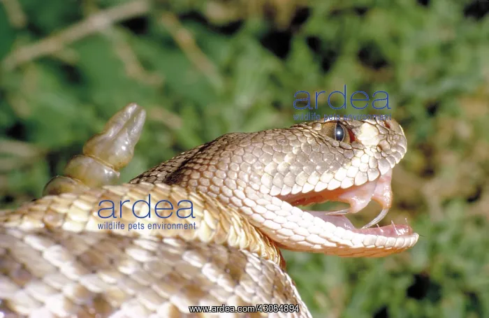 : Red diamondback rattlesnake : Red diamondback rattlesnake