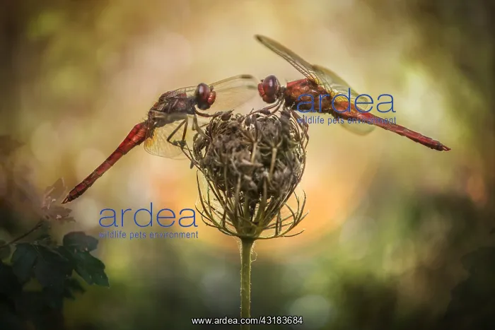 : Red dragonflies (Sympetrum sp) at sunrise, Luzzara : Red dragonflies (Sympetrum sp) at sunrise, Luzzara