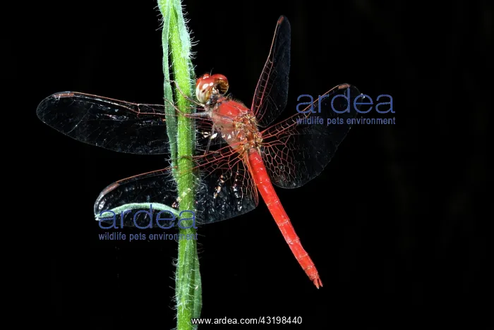 : Red Dragonfly : Red Dragonfly