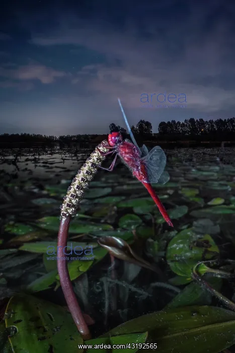 : Red dragonfly in the torpor of the night, flood : Red dragonfly in the torpor of the night, flood