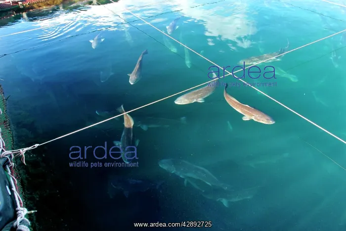 : Red Drum Fish - Mayotte aquaculture : Red Drum Fish - Mayotte aquaculture