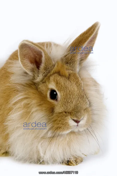 : RED DWARF RABBIT AGAINST A WHITE BACKGROUND : RED DWARF RABBIT AGAINST A WHITE BACKGROUND