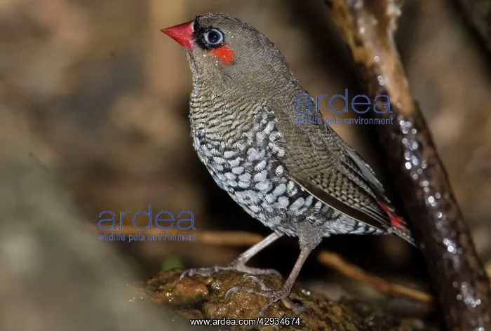 : Red-eared Firetail - on ground : Red-eared Firetail - on ground