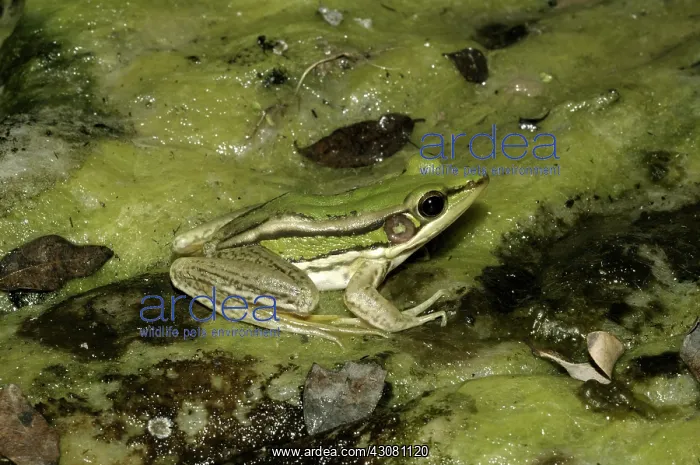 : Red-eared frog : Red-eared frog
