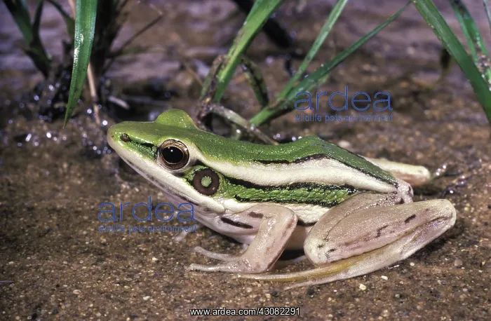 : Red-eared Frog : Red-eared Frog