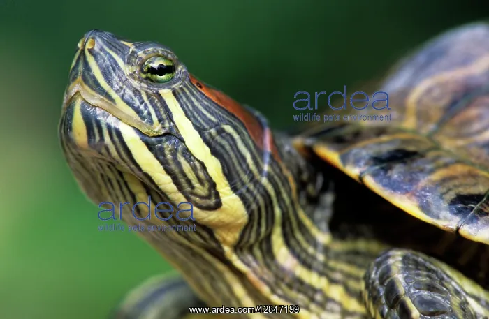 : Red-Eared Slider : Red-Eared Slider