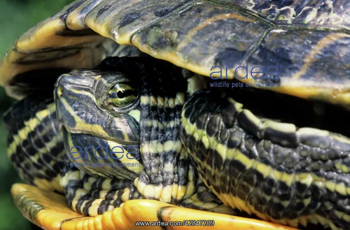 : Red-Eared Slider : Red-Eared Slider