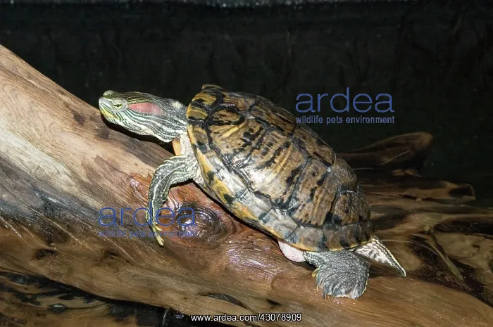 : Red-eared Slider : Red-eared Slider