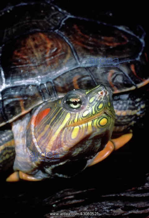 : Red-eared Slider : Red-eared Slider