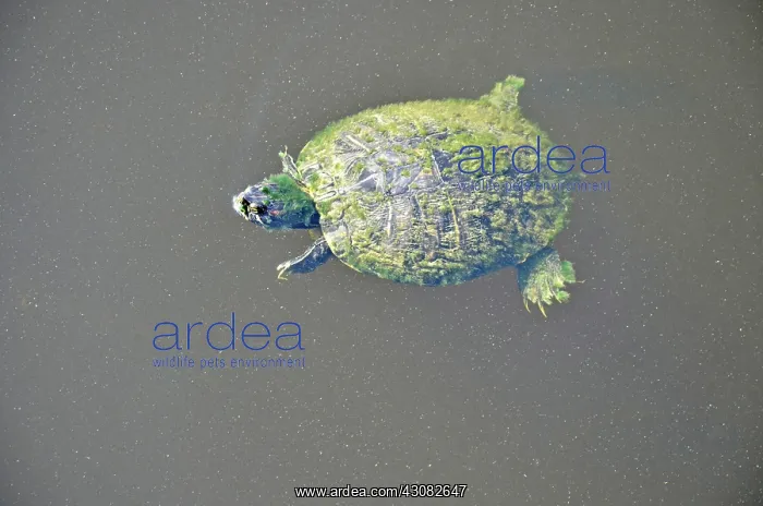 : Red-eared slider : Red-eared slider