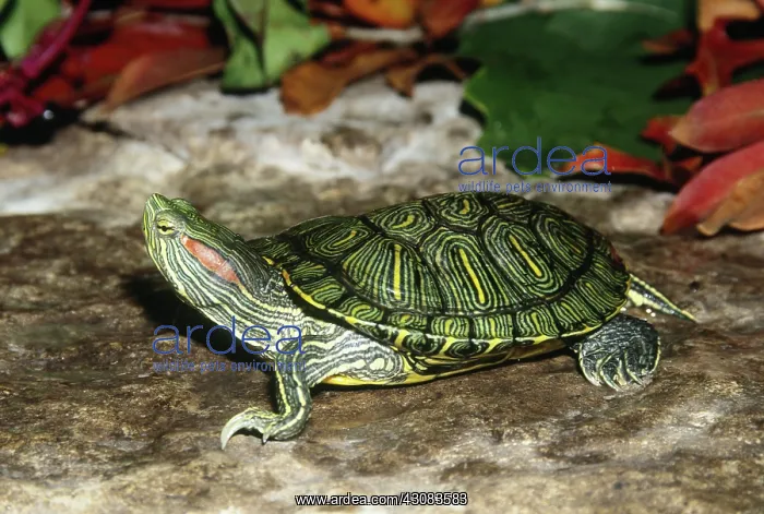 : Red-eared Slider : Red-eared Slider