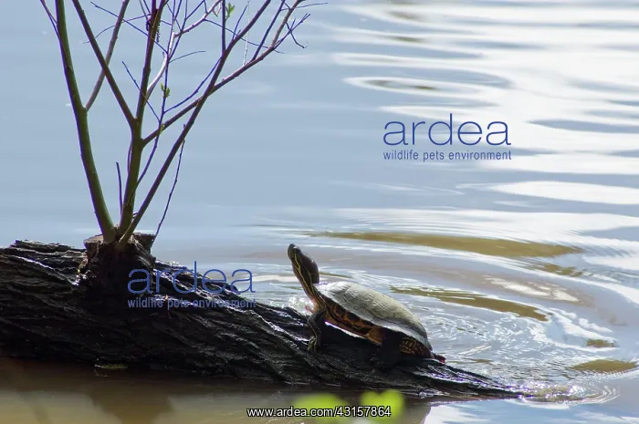 : Red-Eared Slider : Red-Eared Slider