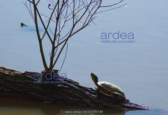: Red-Eared Slider : Red-Eared Slider