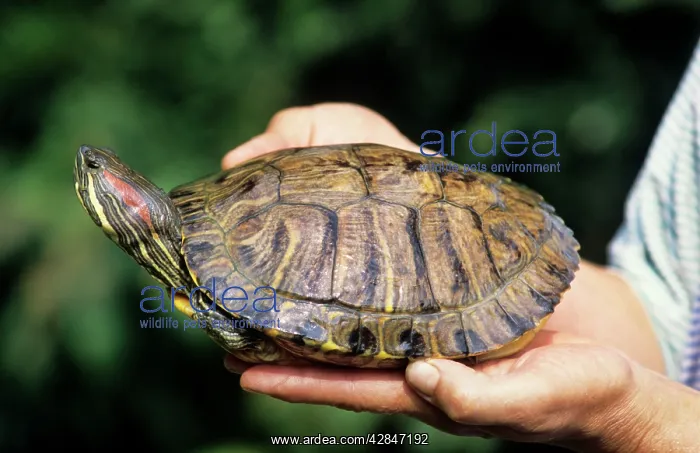 : Red-Eared Slider - Belgium : Red-Eared Slider - Belgium