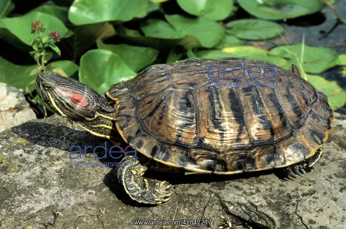 : Red-Eared Slider - at edge of pond : Red-Eared Slider - at edge of pond