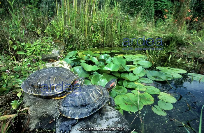 : Red-Eared Slider - at edge of pond : Red-Eared Slider - at edge of pond