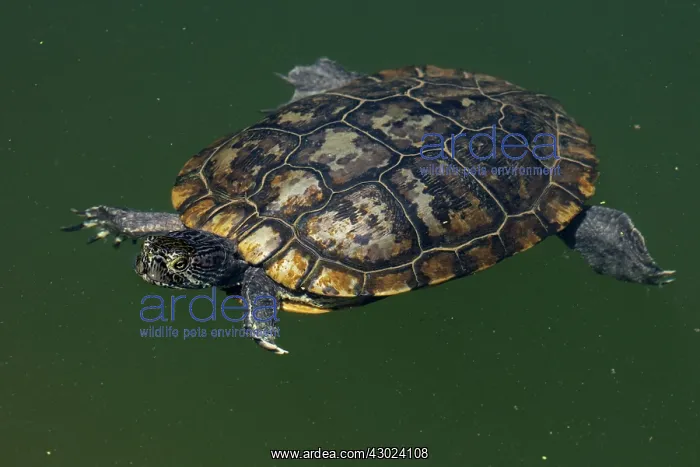 : red-eared slider, old melanistic individual, Maryland : red-eared slider, old melanistic individual, Maryland