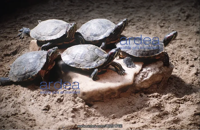 : Red-eared Slider Terrapins / Turlte - five : Red-eared Slider Terrapins / Turlte - five