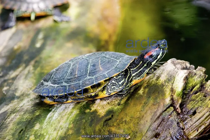 : Red-eared Slider (Trachemys scripta) : Red-eared Slider (Trachemys scripta)