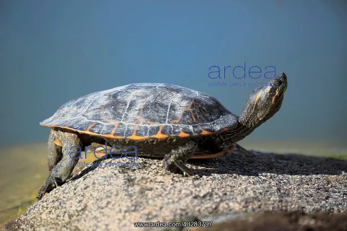 : Red-eared slider (Trachemys scripta elegans), adult : Red-eared slider (Trachemys scripta elegans), adult