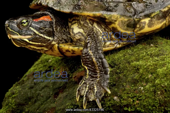 : Red-eared Slider (Trachemys scripta elegans), on : Red-eared Slider (Trachemys scripta elegans), on