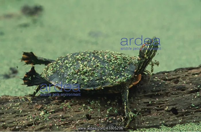: Red-Eared Slider Turtle / Terrapin - on log : Red-Eared Slider Turtle / Terrapin - on log