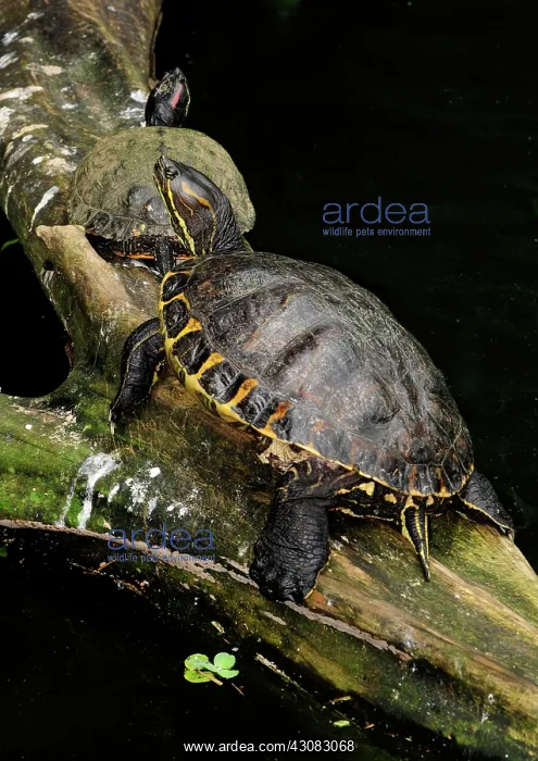 : Red-Eared Slider Turtles : Red-Eared Slider Turtles