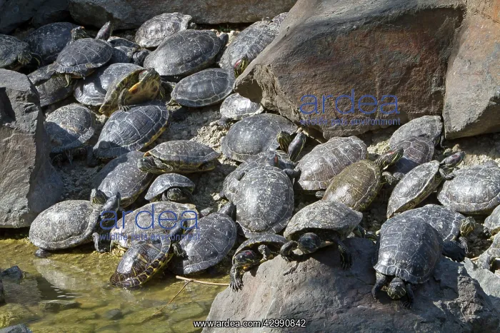 : Red-eared slider Turtles - large group on edge of water : Red-eared slider Turtles - large group on edge of water