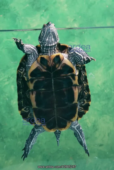 : Red-eared Terrapin : Red-eared Terrapin