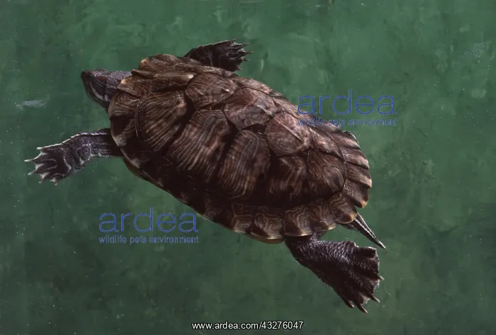  : RED-EARED TERRAPIN