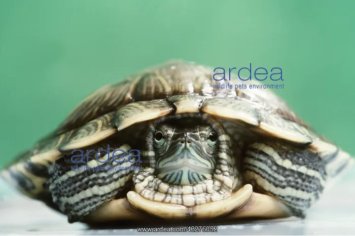: RED-EARED TERRAPIN : RED-EARED TERRAPIN