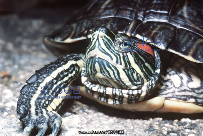 : RED EARED TERRAPIN - C / U HEAD : RED EARED TERRAPIN - C / U HEAD