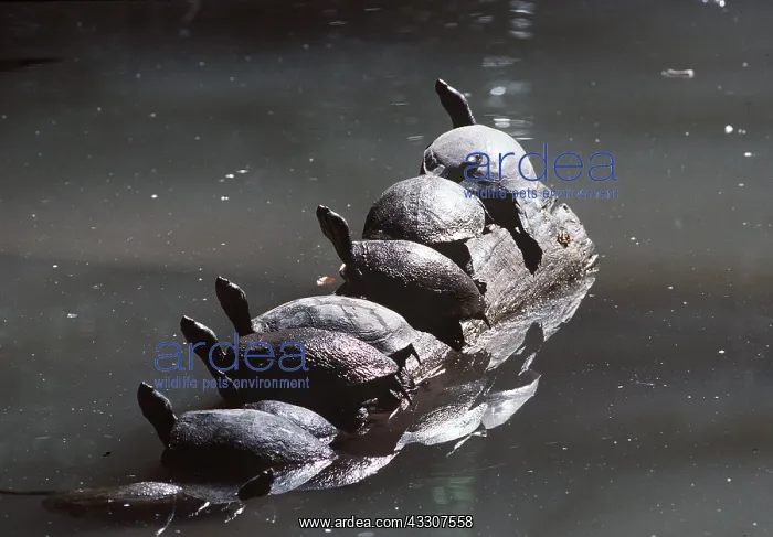 : RED EARED TERRAPIN - group on rock : RED EARED TERRAPIN - group on rock
