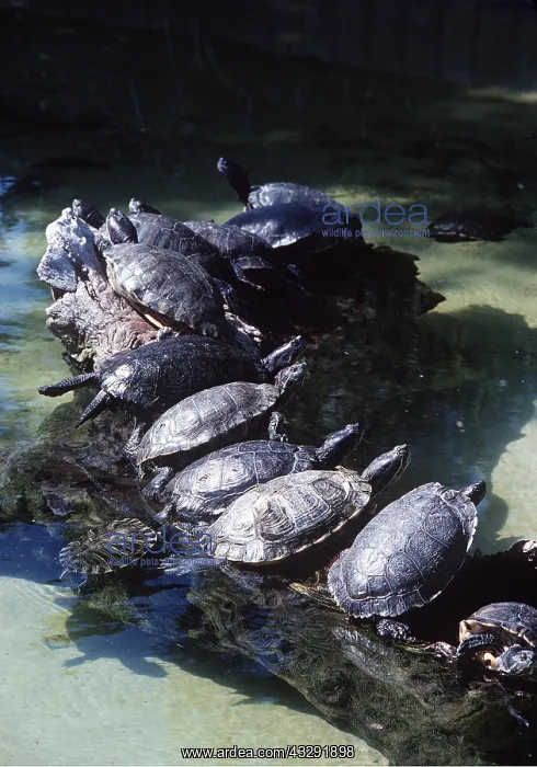 : RED-EARED TERRAPINS - Basking : RED-EARED TERRAPINS - Basking