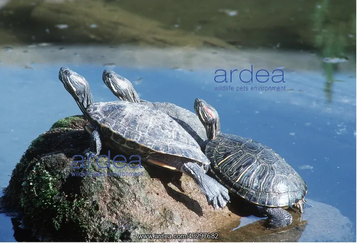: RED-EARED TERRAPINS - Basking in sun : RED-EARED TERRAPINS - Basking in sun