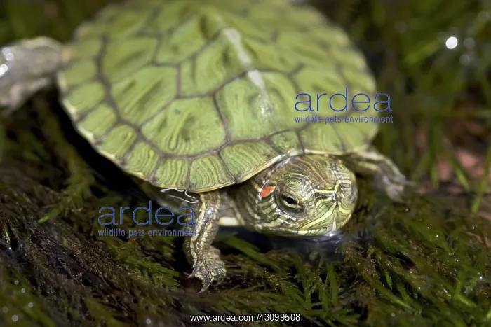 : Red-eared Turtle : Red-eared Turtle