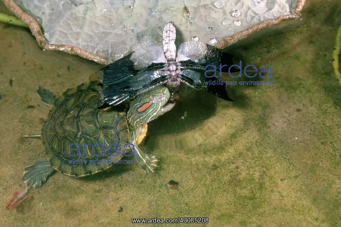 : Red-eared Turtle Eating Dragonfly : Red-eared Turtle Eating Dragonfly
