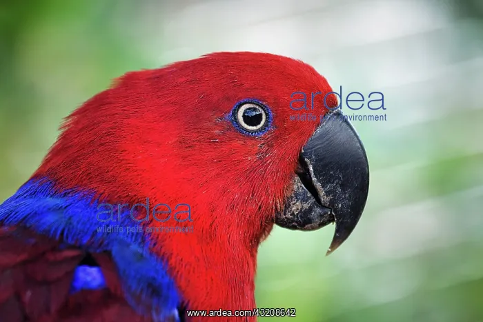 : Red eclectus parrot (eclectus roratus), female : Red eclectus parrot (eclectus roratus), female