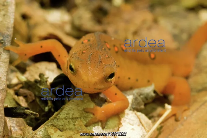 : Red Eft. The Eastern Newt (Notophthalmus viridescens) can be found in lakes, ponds, : Red Eft. The Eastern Newt (Notophthalmus viridescens) can be found in lakes, ponds,