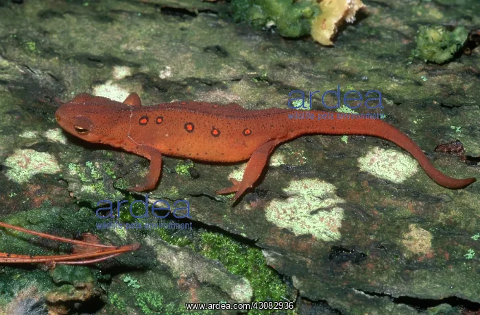 : Red Eft. Red eft, the immature terrestrial stage of the red-spotted newt : Red Eft. Red eft, the immature terrestrial stage of the red-spotted newt