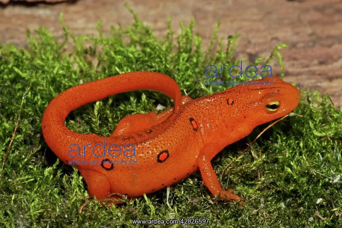 : Red Eft - Terrestrial Form of Red-Spotted Newt : Red Eft - Terrestrial Form of Red-Spotted Newt