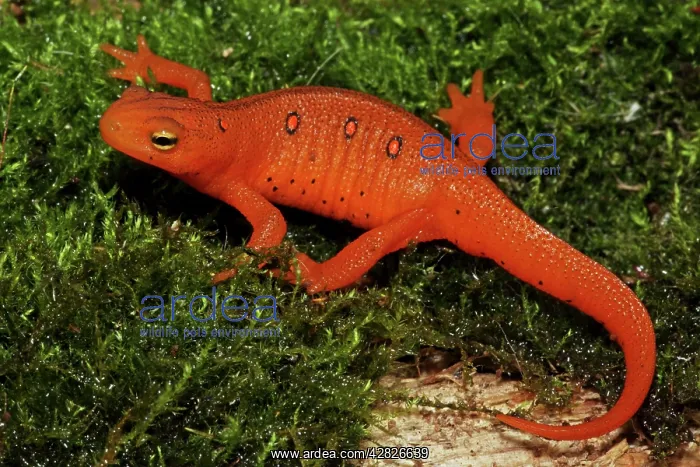 : Red Eft - Terrestrial Form of Red-Spotted Newt : Red Eft - Terrestrial Form of Red-Spotted Newt