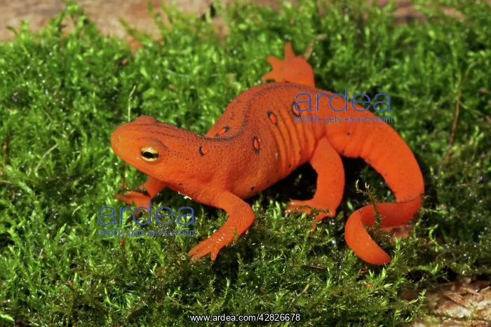 : Red Eft - Terrestrial Form of Red-Spotted Newt : Red Eft - Terrestrial Form of Red-Spotted Newt