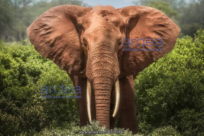 : Red elephant (Loxodonta africana) eating in the : Red elephant (Loxodonta africana) eating in the
