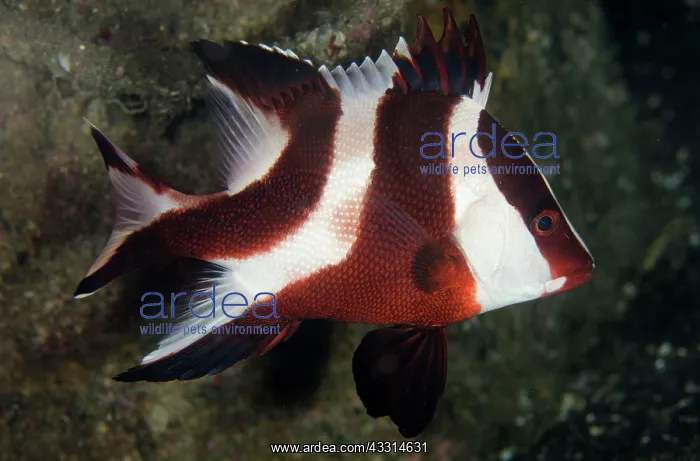 : Red Emperor Snapper - on night dive : Red Emperor Snapper - on night dive