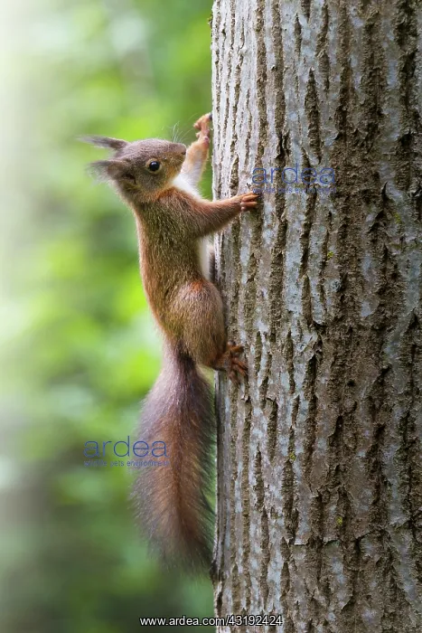 : Red european squirrel (Sciurus vulgaris) climbing : Red european squirrel (Sciurus vulgaris) climbing