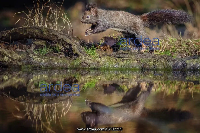 : Red european squirrel (Sciurus vulgaris) jumping : Red european squirrel (Sciurus vulgaris) jumping