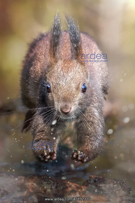 : Red european squirrel (Sciurus vulgaris) jumping : Red european squirrel (Sciurus vulgaris) jumping
