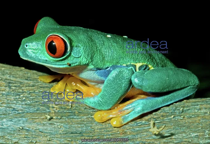  : Red Eye Tree Frog